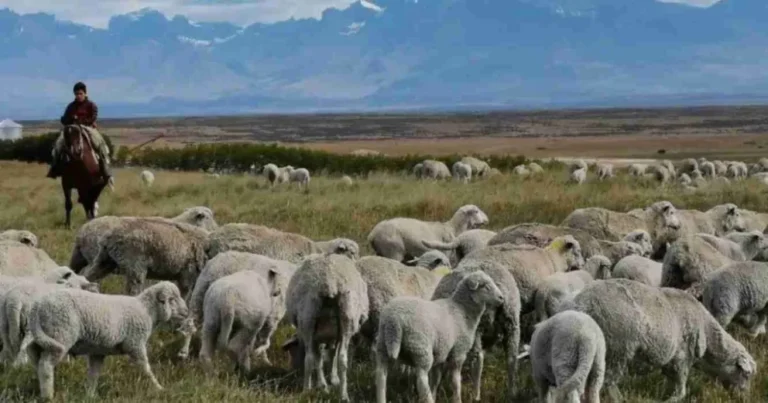 Ya ingresa a chubut carne con hueso