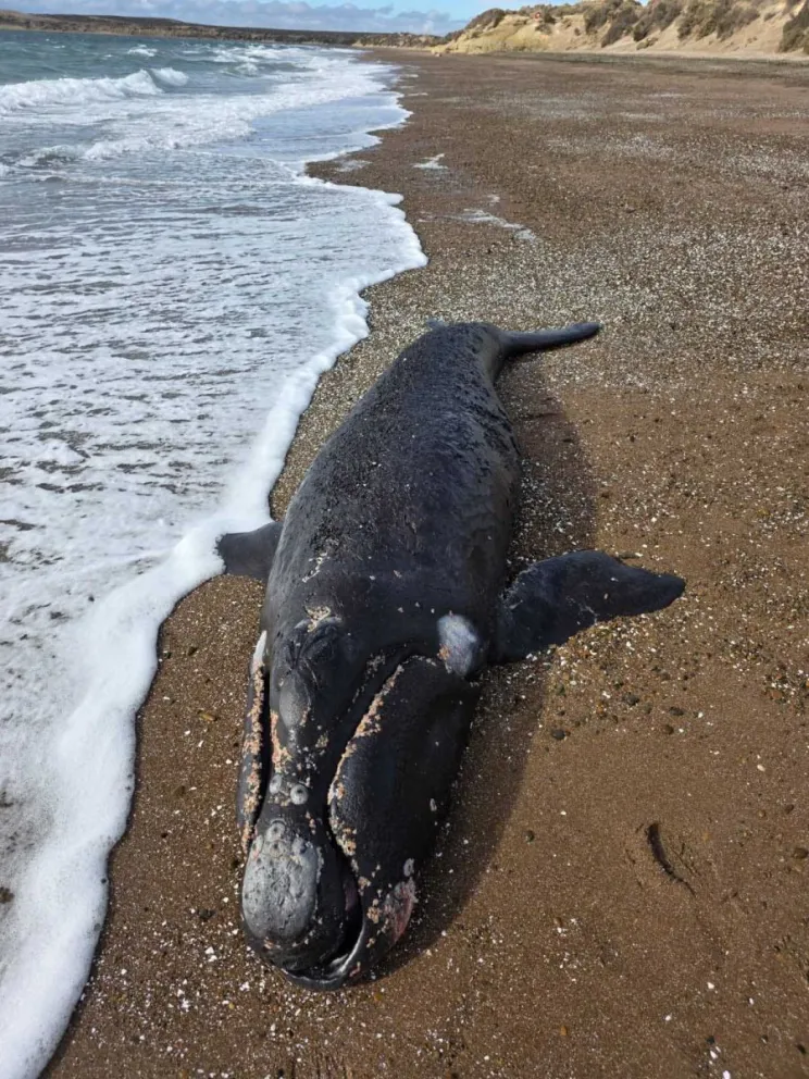 Hallan muerto al primer ballenato de la temporada de ballenas franca austral