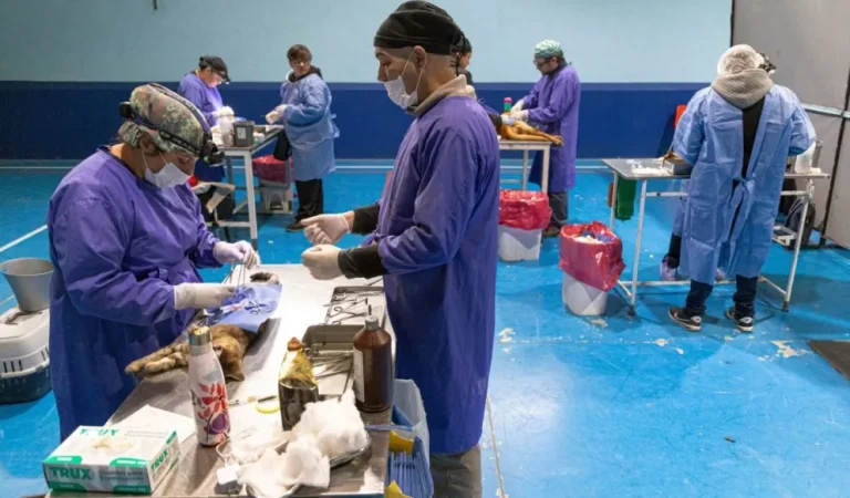 Continúan las campañas de esterilización y vacunación canina y felina