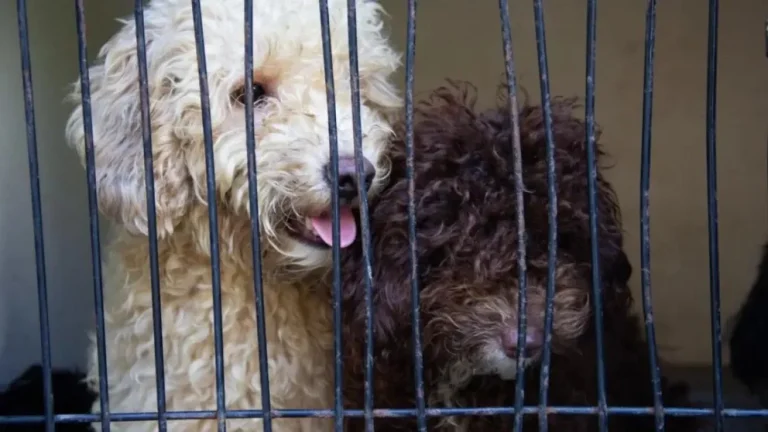 Crecen las denuncias por criaderos ilegales y maltrato animal en CABA