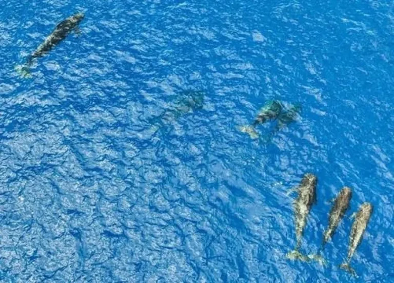 El cambio climático adelanta la migración de las ballenas jorobadas en Australia