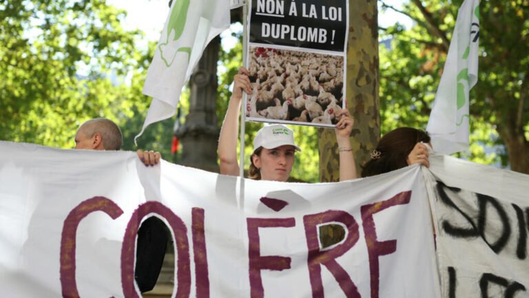Francia: Macron promulga ley agrícola tras veto judicial a la reintroducción de un pesticida