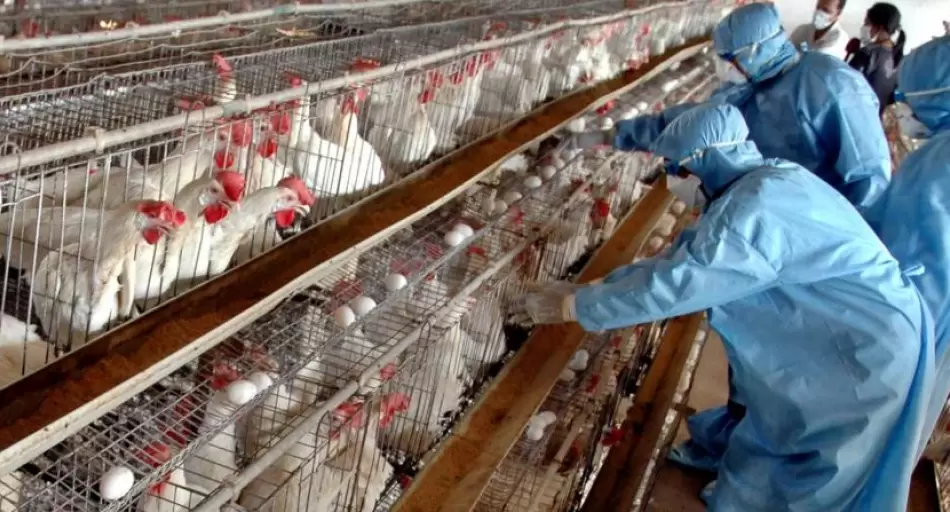 GRIPE AVIAR: Argentina suspendió todas las exportaciones de productos avícolas