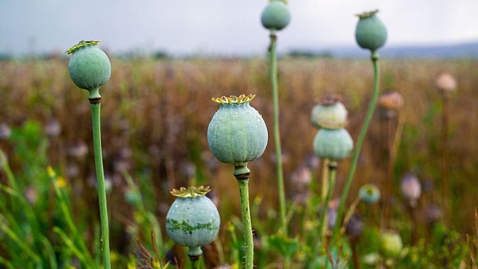 Irán pasará de enriquecer uranio y la bomba atómica a las plantaciones de opio