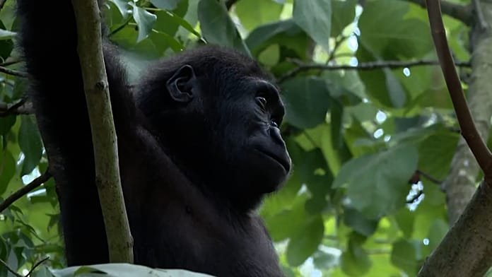 NO COMMENT: El joven gorila Zeytin se prepara para volver a casa tras ser rescatado en Estambul