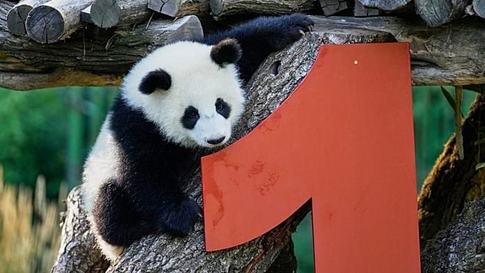 NO COMMENT: Las pandas gemelas Leni y Lotti del zoo de Berlín celebran su primer cumpleaños