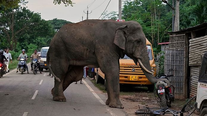 NO COMMENT: Un elefante herido visita un pueblo indio y saquea tiendas en busca de comida y agua