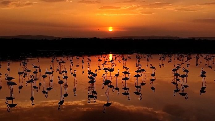 NO COMMENT: Los flamencos regresan al lago Van durante la migración estacional