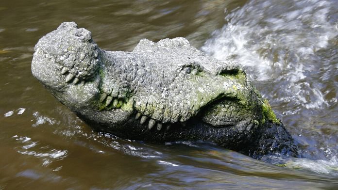 Israel ejecuta cocodrilos en la Cisjordania ocupada tras décadas de abandono, inanición y malos tratos