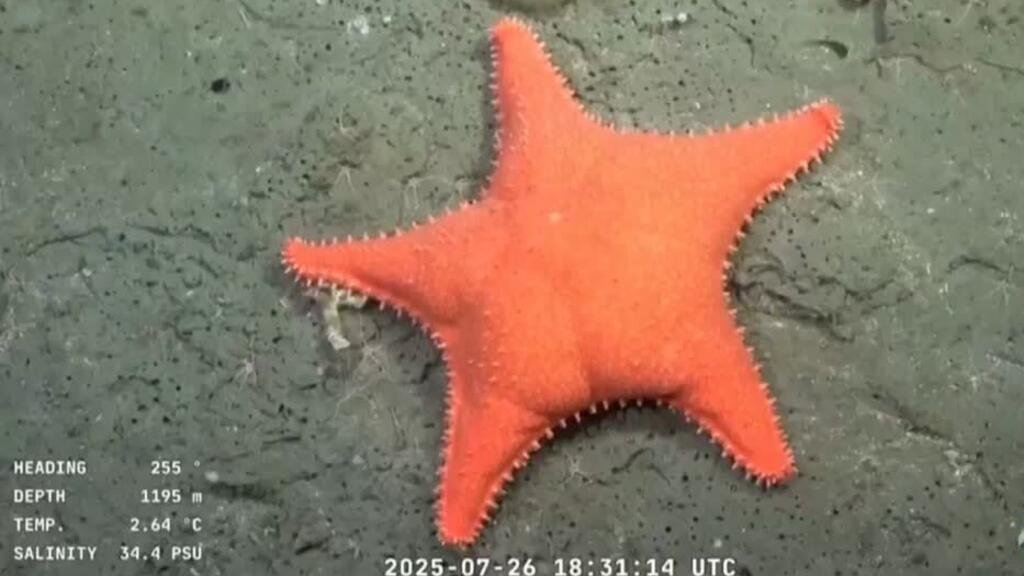 Exploración submarina en cañón Mar del Plata sorprende a científicos y un millón de espectadores