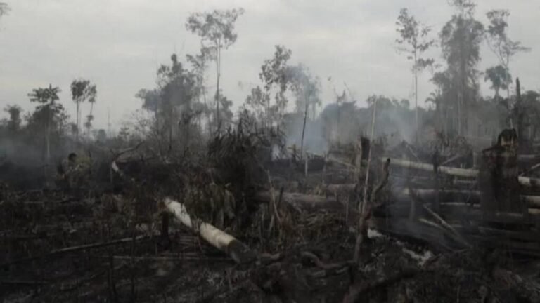 Deforestación en Amazonía brasileña aumentó un 4% en 12 meses