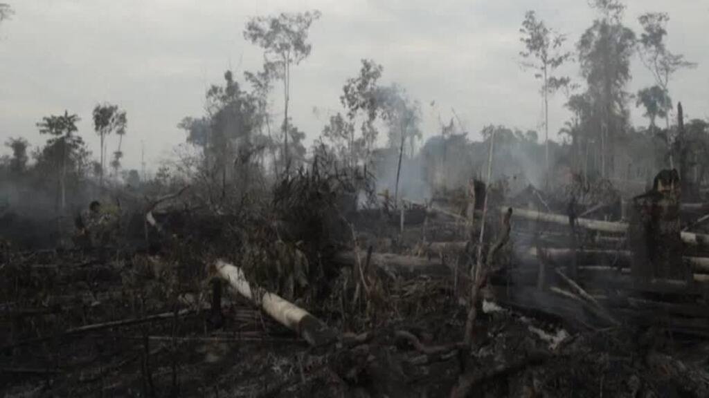 Deforestación en Amazonía brasileña aumentó un 4% en 12 meses