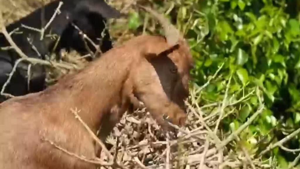 Cabras contra incendios: pastoreo para crear cortafuegos naturales en Cataluña