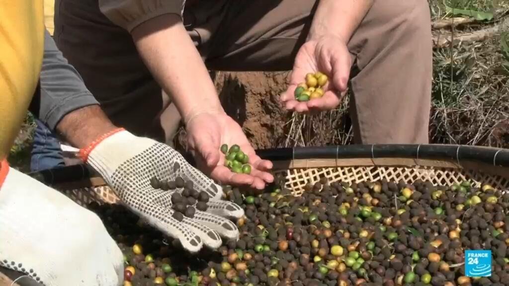 Aranceles de Trump amenazan la comercialización del café brasileño