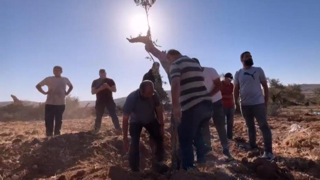 Tala de árboles en Cisjordania: ¿seguridad o política de destierro?