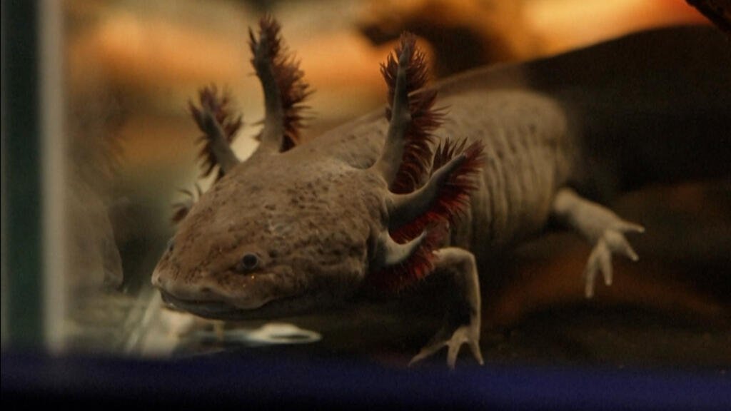 Ajolotes rescatados del tráfico ilegal encuentran un hogar en Río de Janeiro