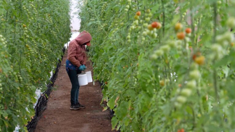 México: productores mexicanos denuncian los aranceles al tomate