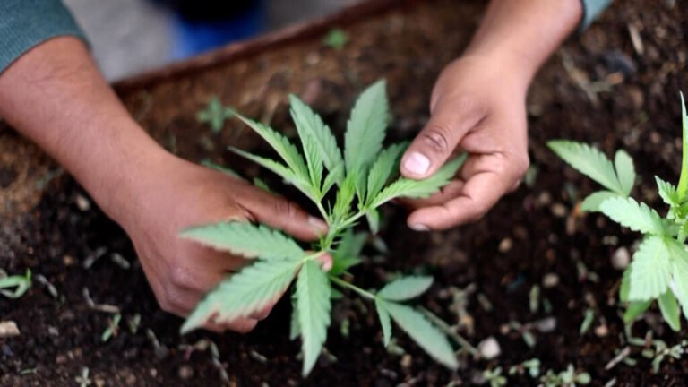 En México, una comunidad indígena da un paso histórico al cultivar cannabis legalmente