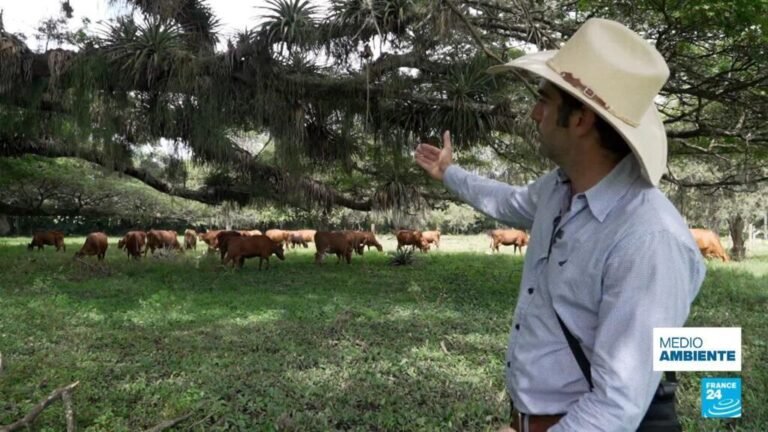 Agricultura regenerativa: ¿cuál es el secreto para producir sin arrasar el medio ambiente?
