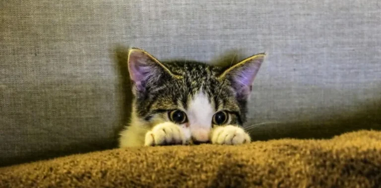 Día Internacional del Gato: por qué se celebra