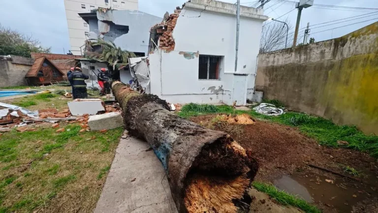 Destrozos por el temporal en La Plata: una palmera se desplomó sobre una casa y un edificio lindero