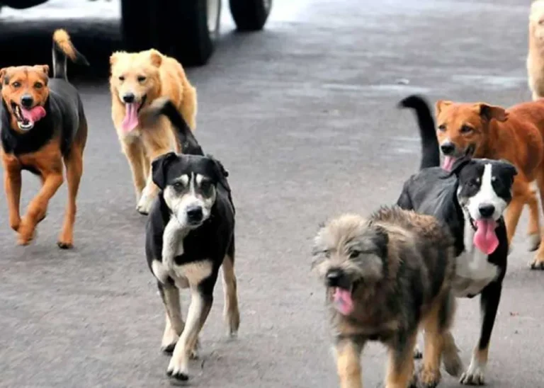 Crisis por sobrepoblación animal: brindarán una charla abierta en Km. 17