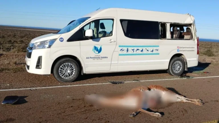 Fuerte choque en la ruta: dos heridos y un guanaco muerto