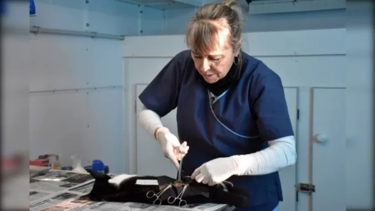 El quirófano móvil acercó castraciones gratuitas al barrio Primera Junta en Trelew