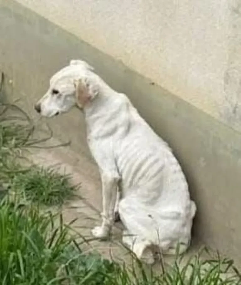Rescatan a perra desnutrida en barrio Divina Providencia