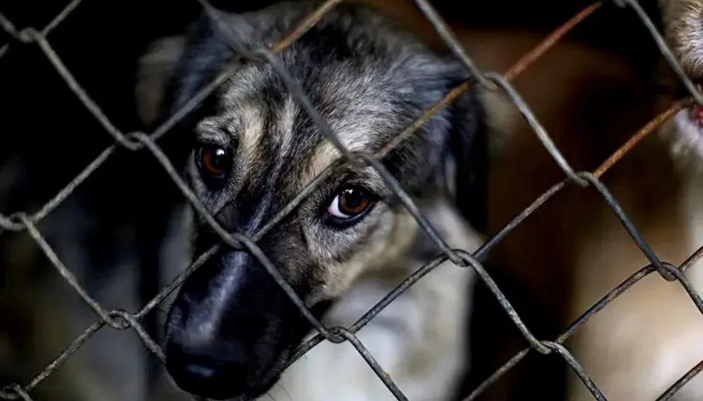 Rescataron a 55 perros hacinados y abandonados en un criadero