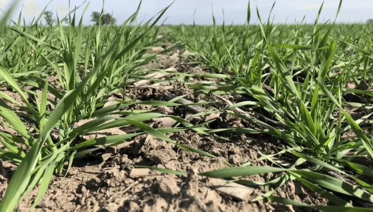 Trigo 2025/26: campaña con buenas lluvias y alta expectativa