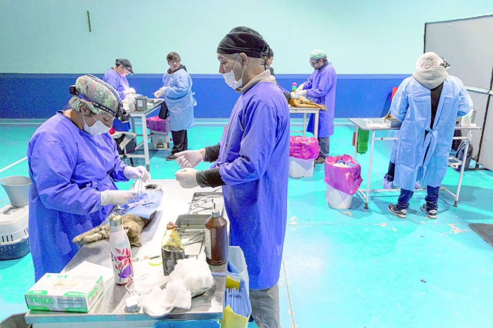 Operativo gratuito de castración en Km. 17: turnos presenciales desde el 7 de agosto