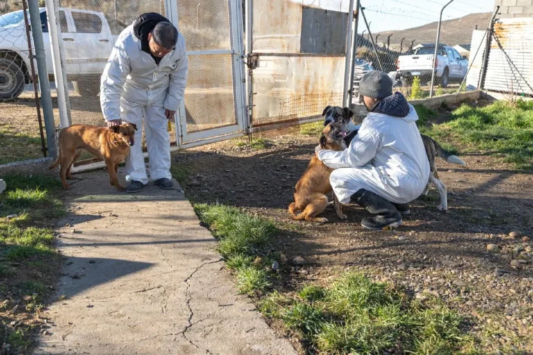 Municipio y Fiscalía refuerzan acciones por el bienestar animal en Comodoro