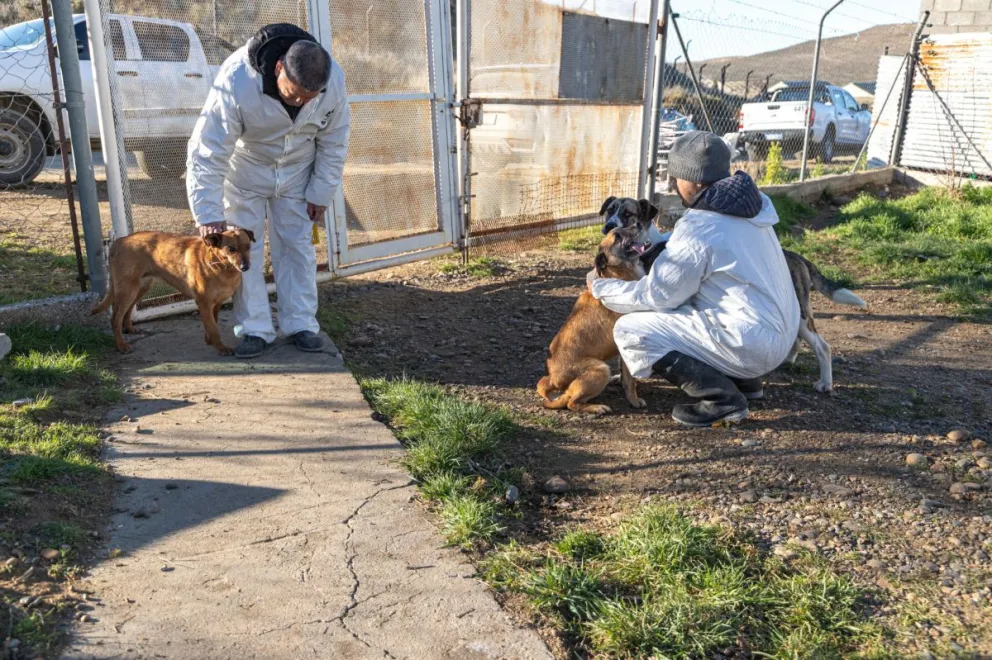 Municipio y Fiscalía refuerzan acciones por el bienestar animal en Comodoro
