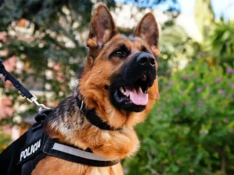 Un perro policía desarmó a un hombre que amenazaba con un cuchillo