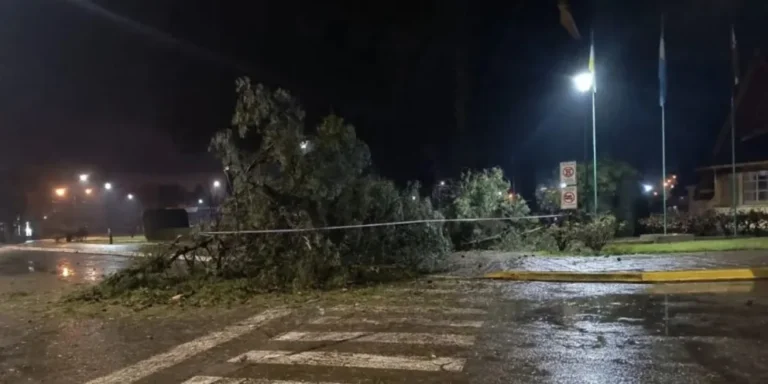 Un árbol cayó en la Plaza Fontana y generó corte parcial de tránsito