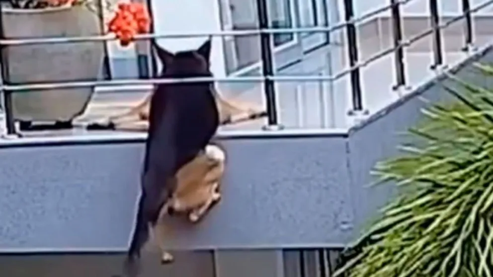 El desesperante momento de un perro que casi cae desde un balcón en Colombia