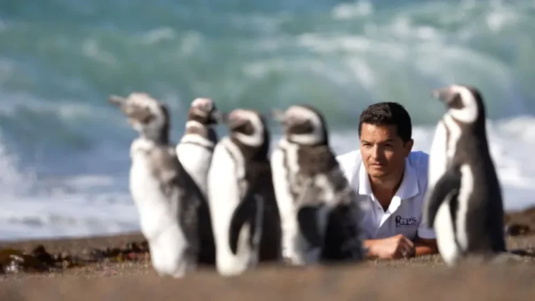 Se estrena a nivel nacional "El Señor de los Pingüinos", el documental dirigido por un chubutense