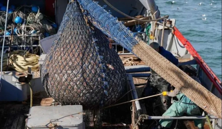 Chubut y Santa Cruz lograron el aumento del cupo social de langostino