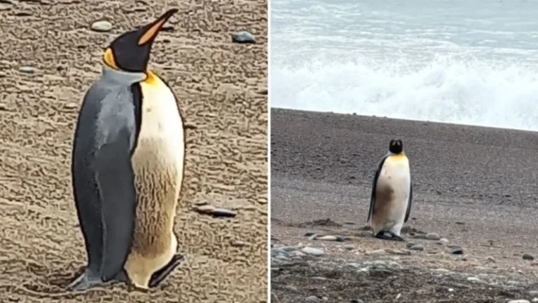 Apareció un pingüino rey en la costa y activaron un protocolo especial