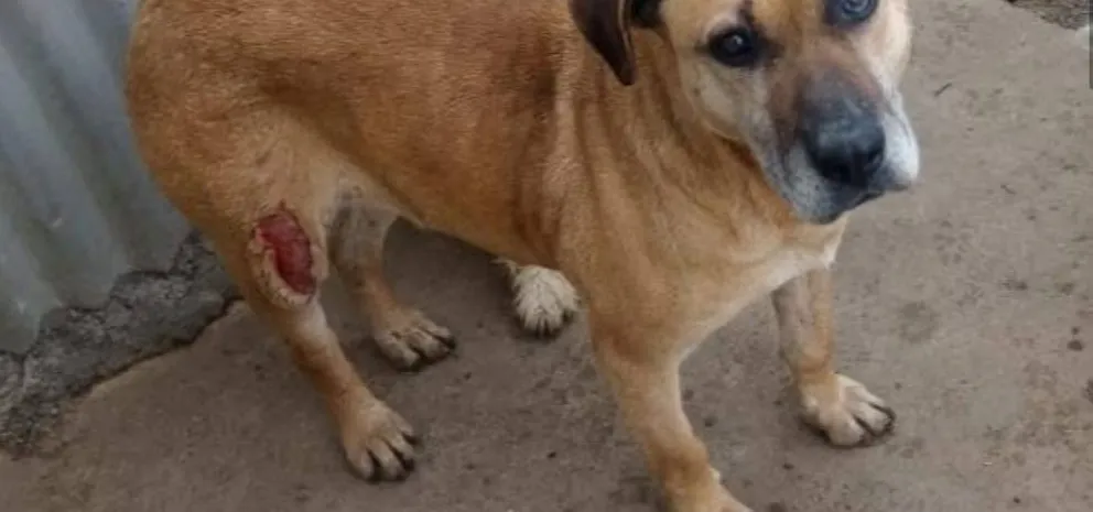 Brutal ataque a perrita callejera en Río Gallegos conmueve a vecinos