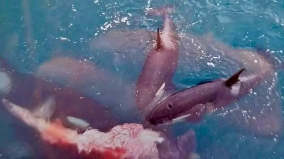 Orcas mataron a un ballenato tras un varamiento en Punta Loma