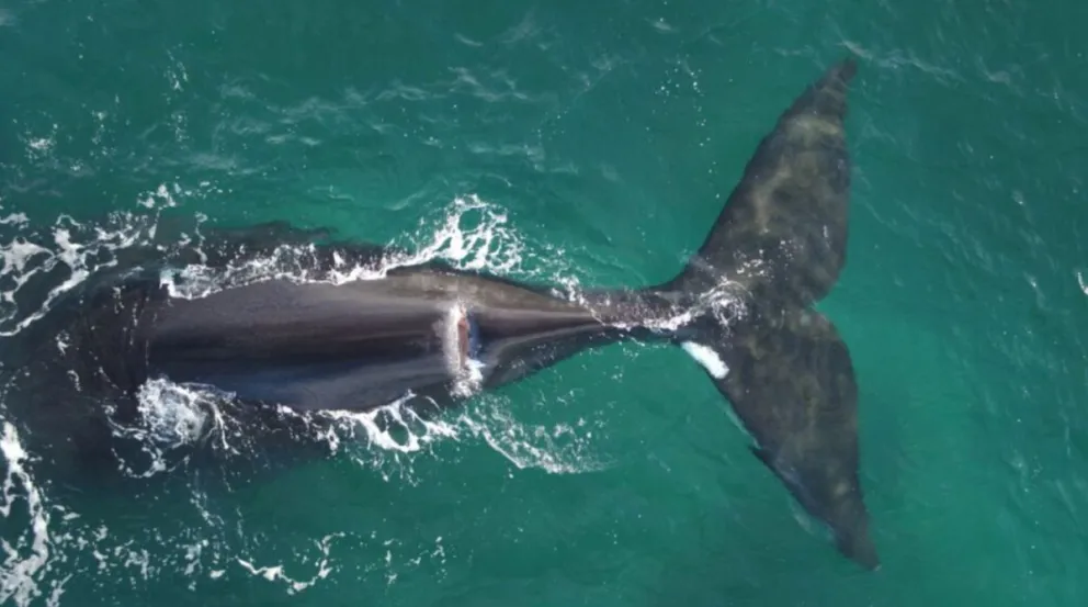 Apareció en Brasil una ballena registrada en Península Valdés