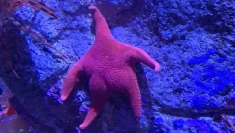 El CONICET explorará cañones submarinos frente a Chubut y Río Negro