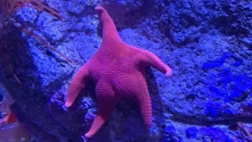 El CONICET explorará cañones submarinos frente a Chubut y Río Negro