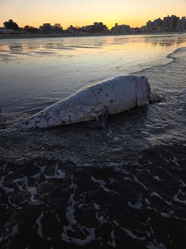 Hallan un ballenato muerto en las playas céntricas de Puerto Madryn