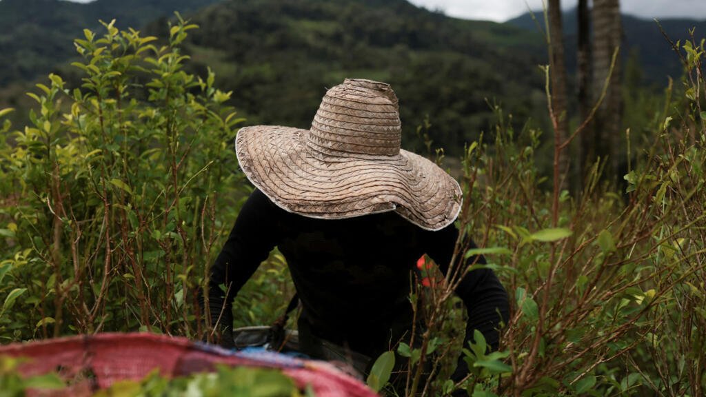 Colombia se prepara para la posible pérdida de la certificación en la lucha antidrogas por parte de EE. UU.