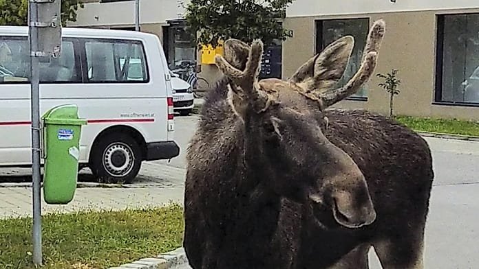 El alce Emil, todo un fenómeno viral tras viajar por media Europa este verano, capturado en Austria