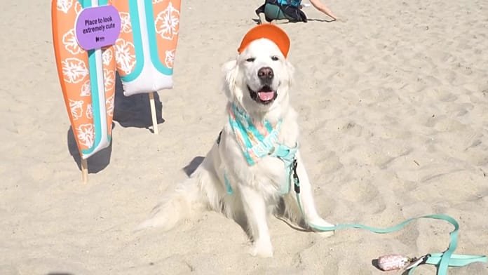 Perros conquistan las olas en concurso de surf en San Diego