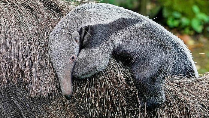 Una cría de oso hormiguero gigante hace su primera aparición en el zoológico de Colonia